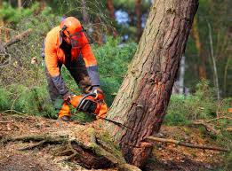 How Our Tree Care Process Works  in Pine Ridge, PA